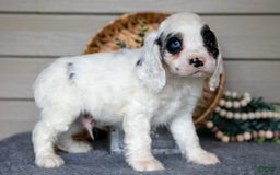 Cocker Spaniel dogs for sale: Jingles - Image 1
