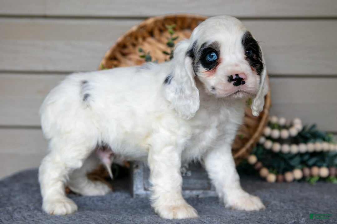 Cocker Spaniel dogs for sale: Jingles - Image 1
