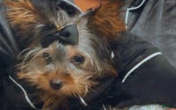 Yorkshire Terrier dogs for sale: Promise - Image 1