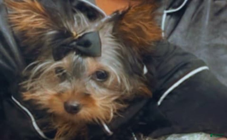 Yorkshire Terrier dogs for sale - Ad 1