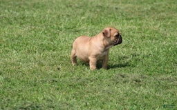 French Bulldog dogs for sale: Sheila - Image 26