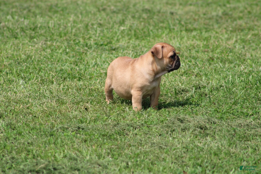 French Bulldog dogs for sale: Sheila - Image 26