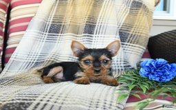 Yorkshire Terrier dogs for sale: Tilly - Image 5