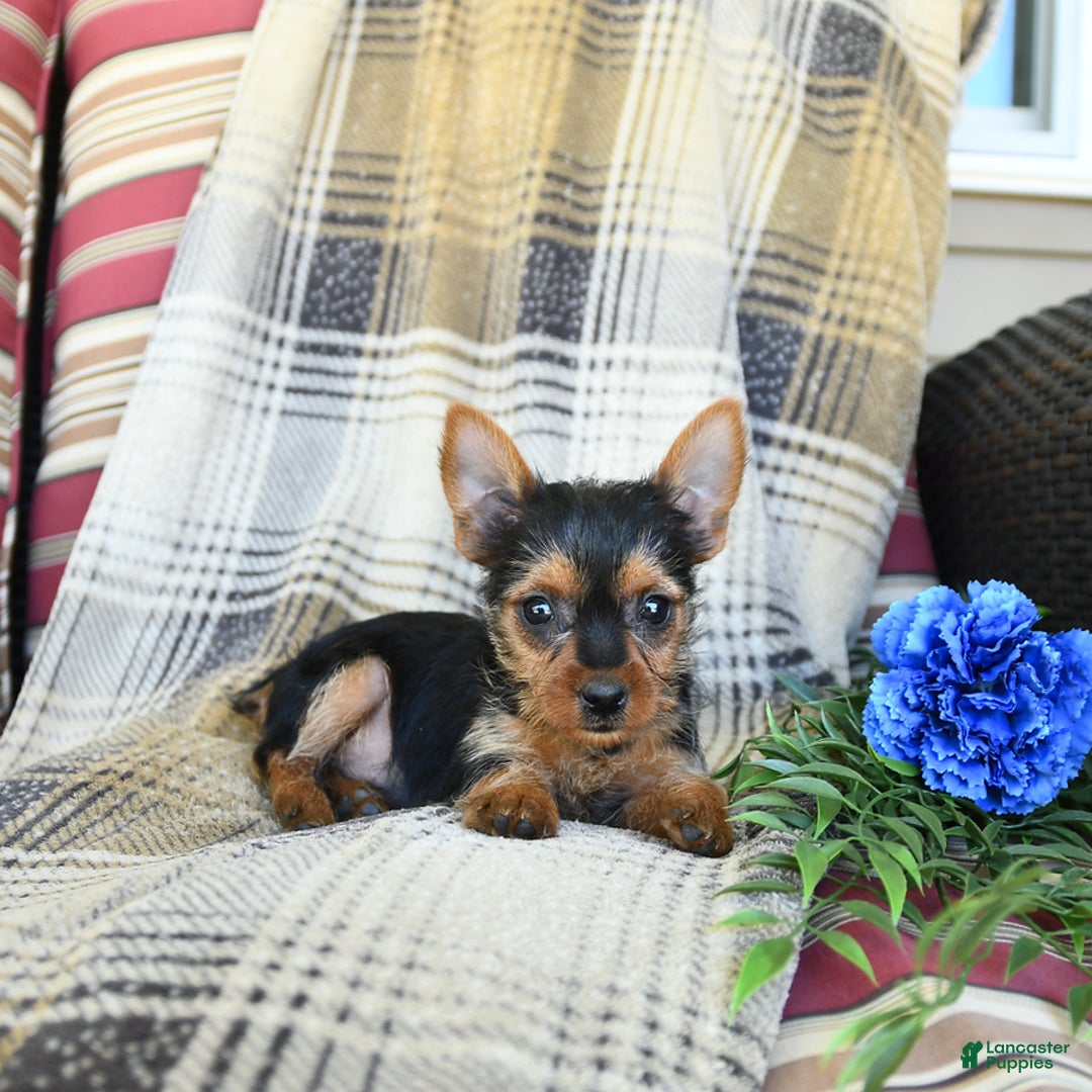 Yorkshire Terrier dogs for sale: Tilly - Image 5
