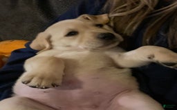 Labrador Retriever dogs for sale: Frannie - Image 4