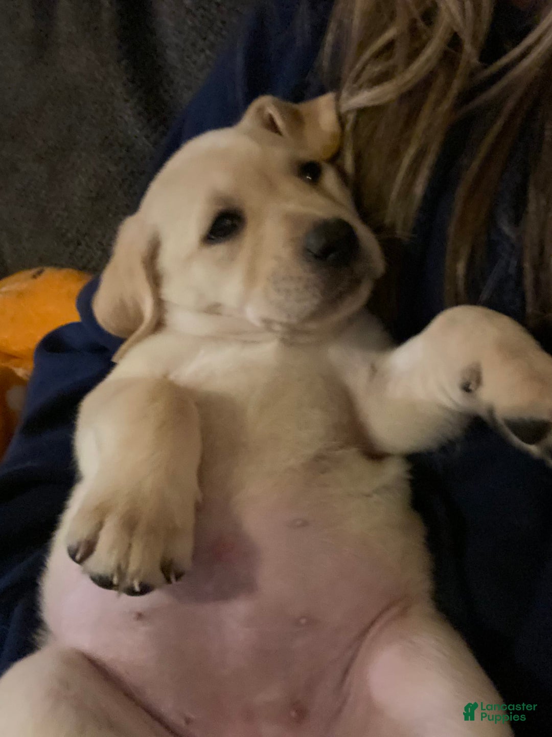 Labrador Retriever dogs for sale: Frannie - Image 4