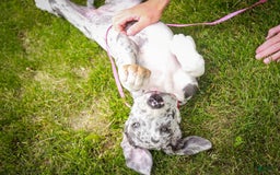 Great Dane dogs for sale: Jamaica - Image 7