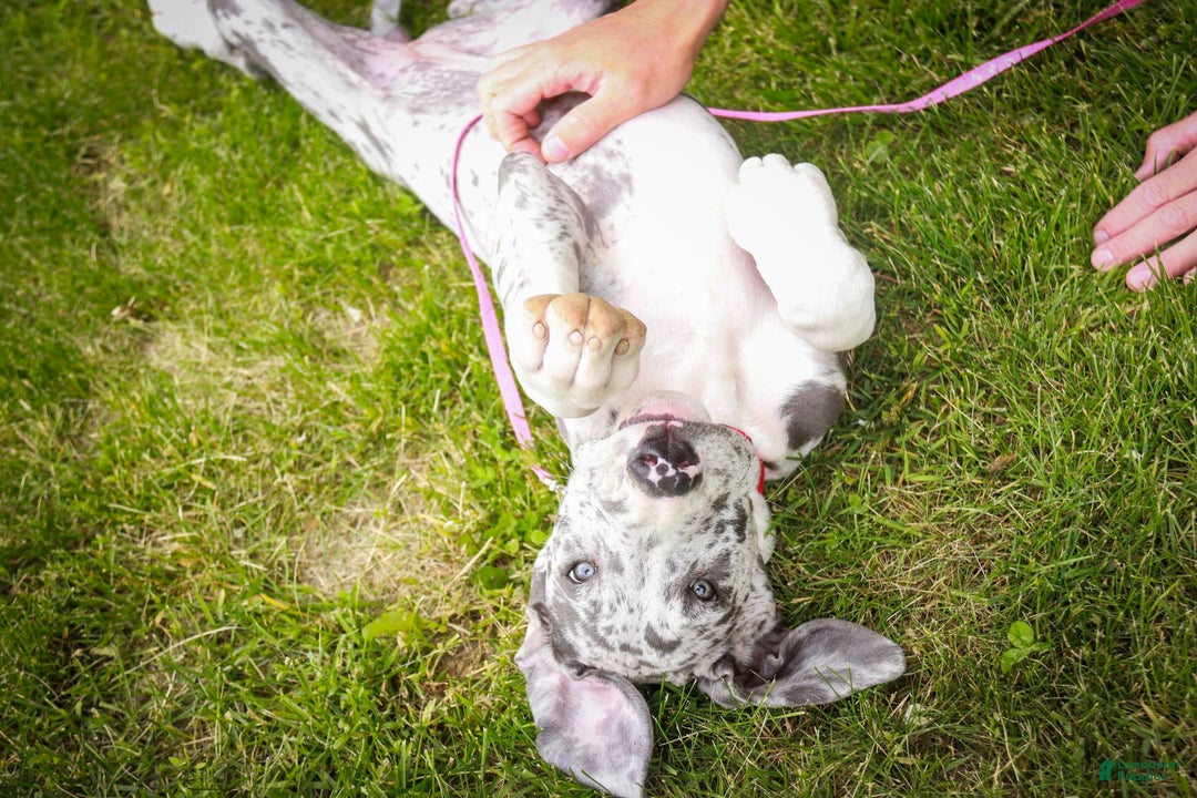 Great Dane dogs for sale: Jamaica - Image 7