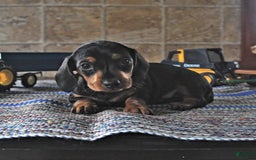 Miniature Dachshund dogs for sale: Sheba - Image 10