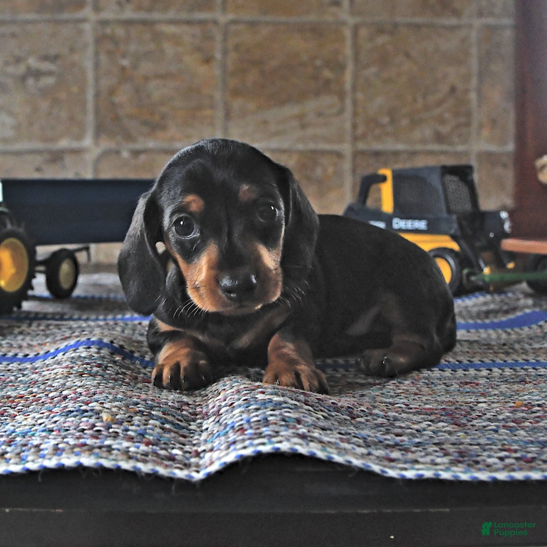 Miniature Dachshund dogs for sale: Sheba - Image 10