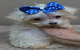 Maltipoo dogs for sale: micro teacup 1 lb 7 ozs - Image 1