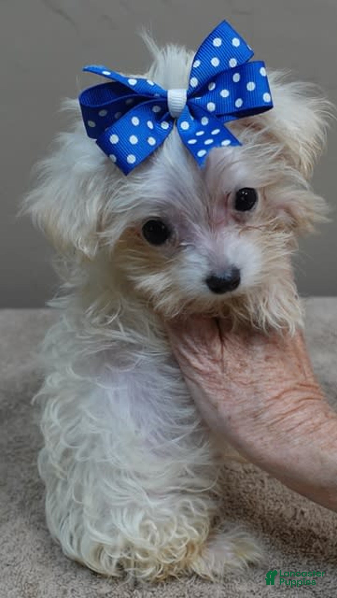 Maltipoo dogs for sale: micro teacup 1 lb 7 ozs - Image 1