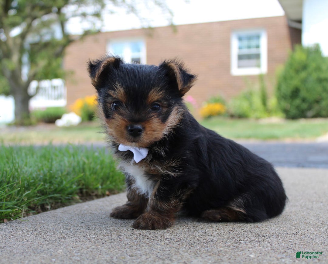 Yorkshire Terrier dogs for sale: Koda - Image 8