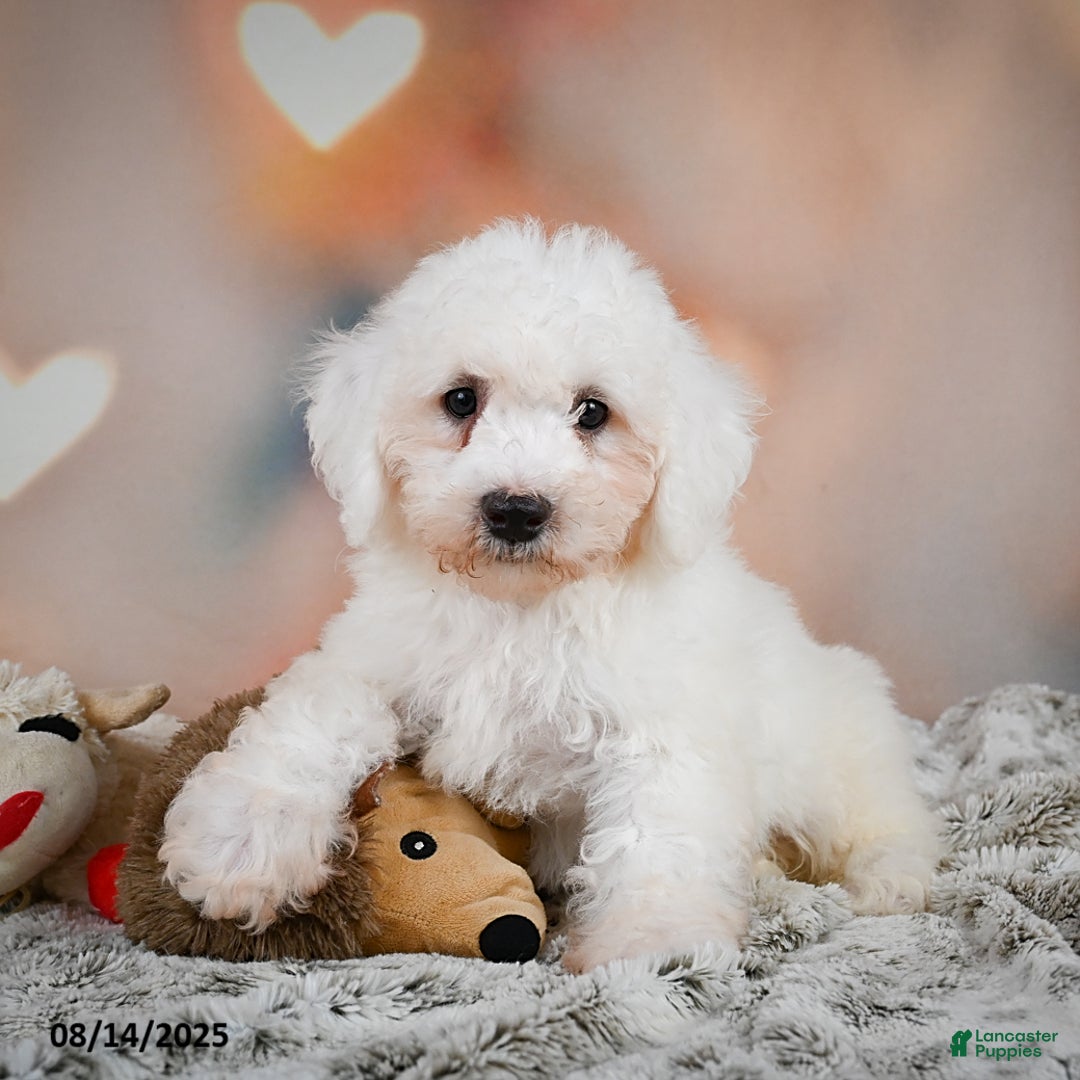 Bichon Frise dogs for sale: Boliver - Image 2