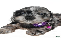 Cockapoo dogs for sale: Willow - Image 3