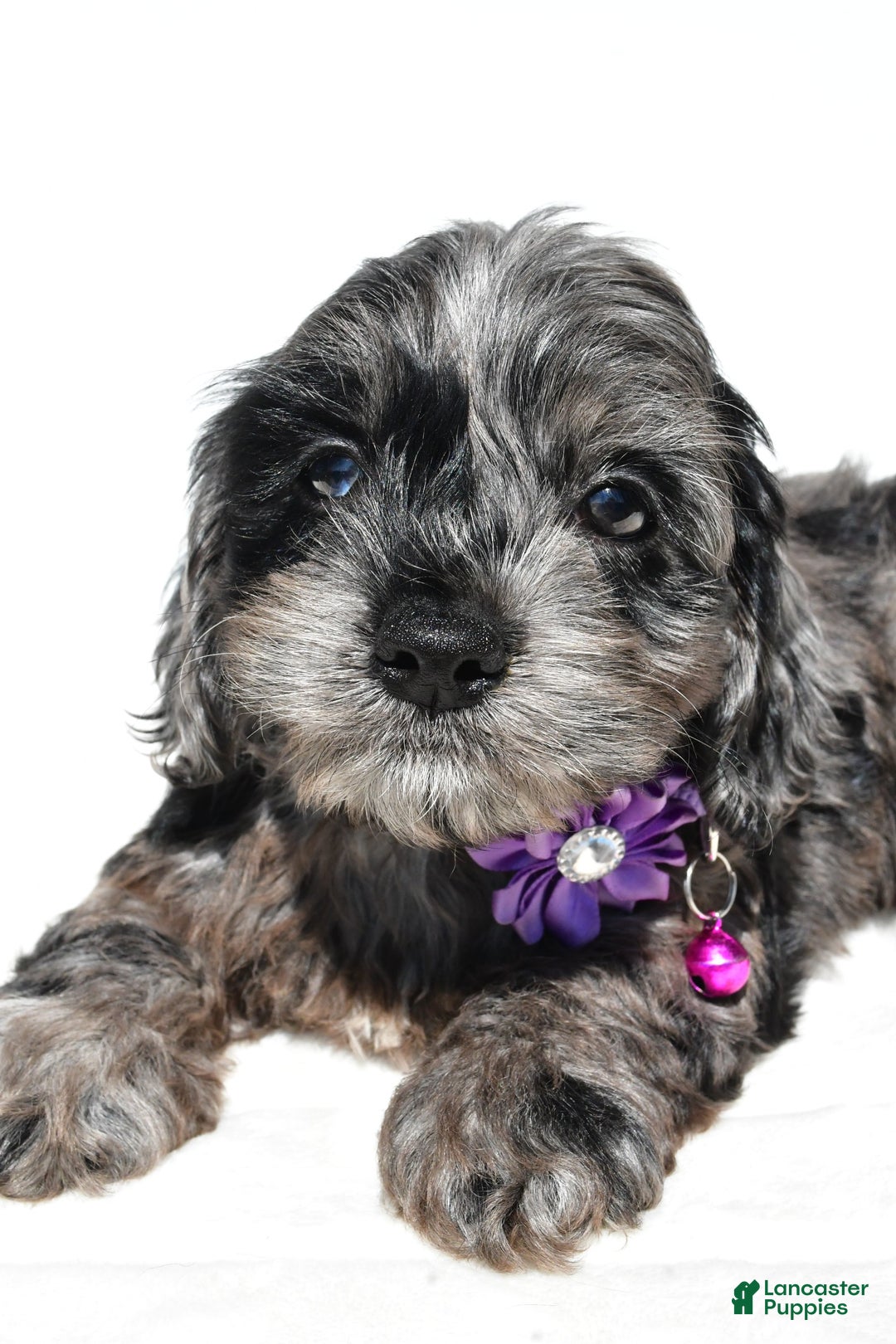 Cockapoo dogs for sale: Willow - Image 3