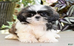 Shih Tzu dogs for sale: Debbie - Image 4