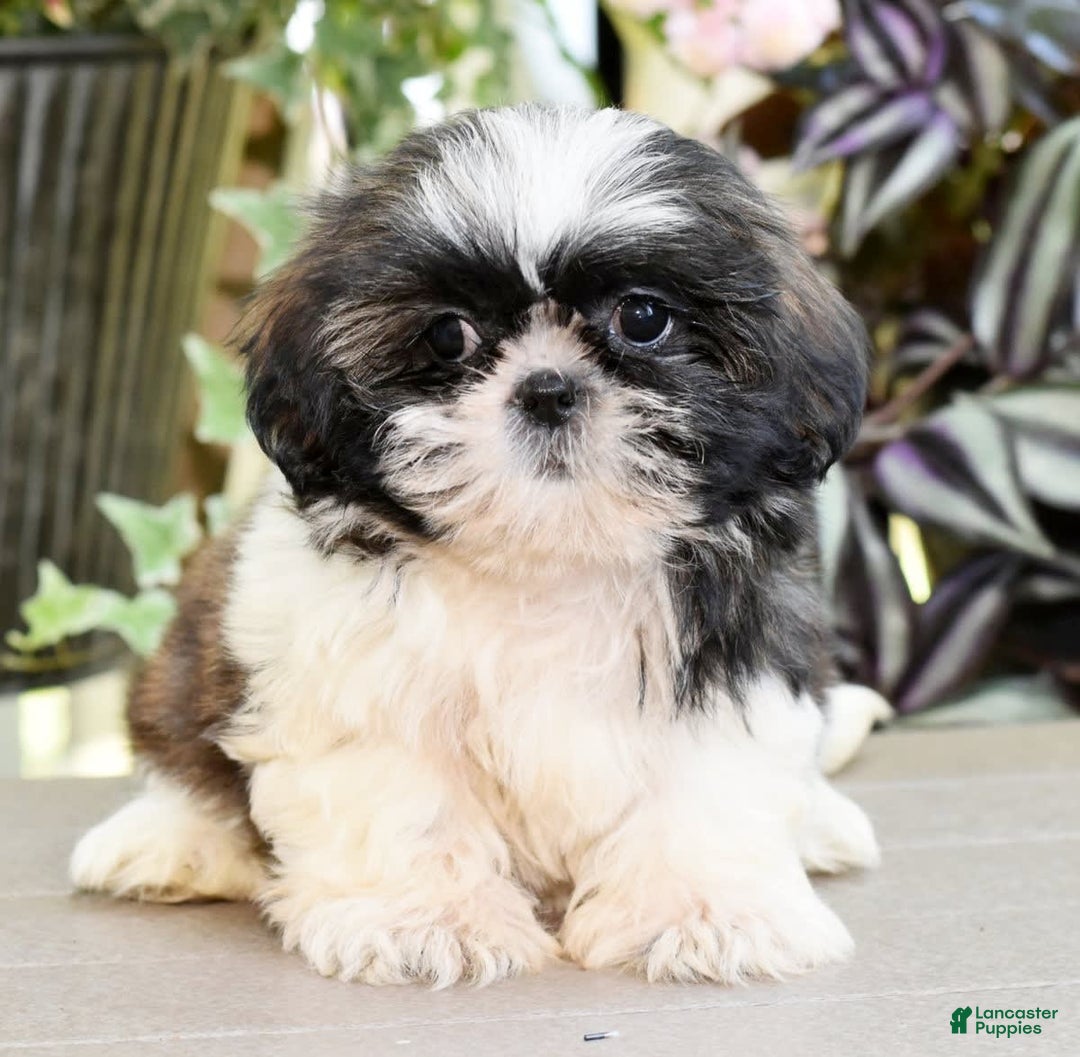 Shih Tzu dogs for sale: Debbie - Image 4
