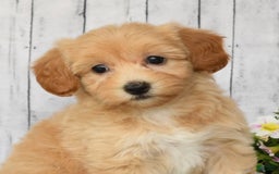 Havapoo dogs for sale: Ariel - Image 9