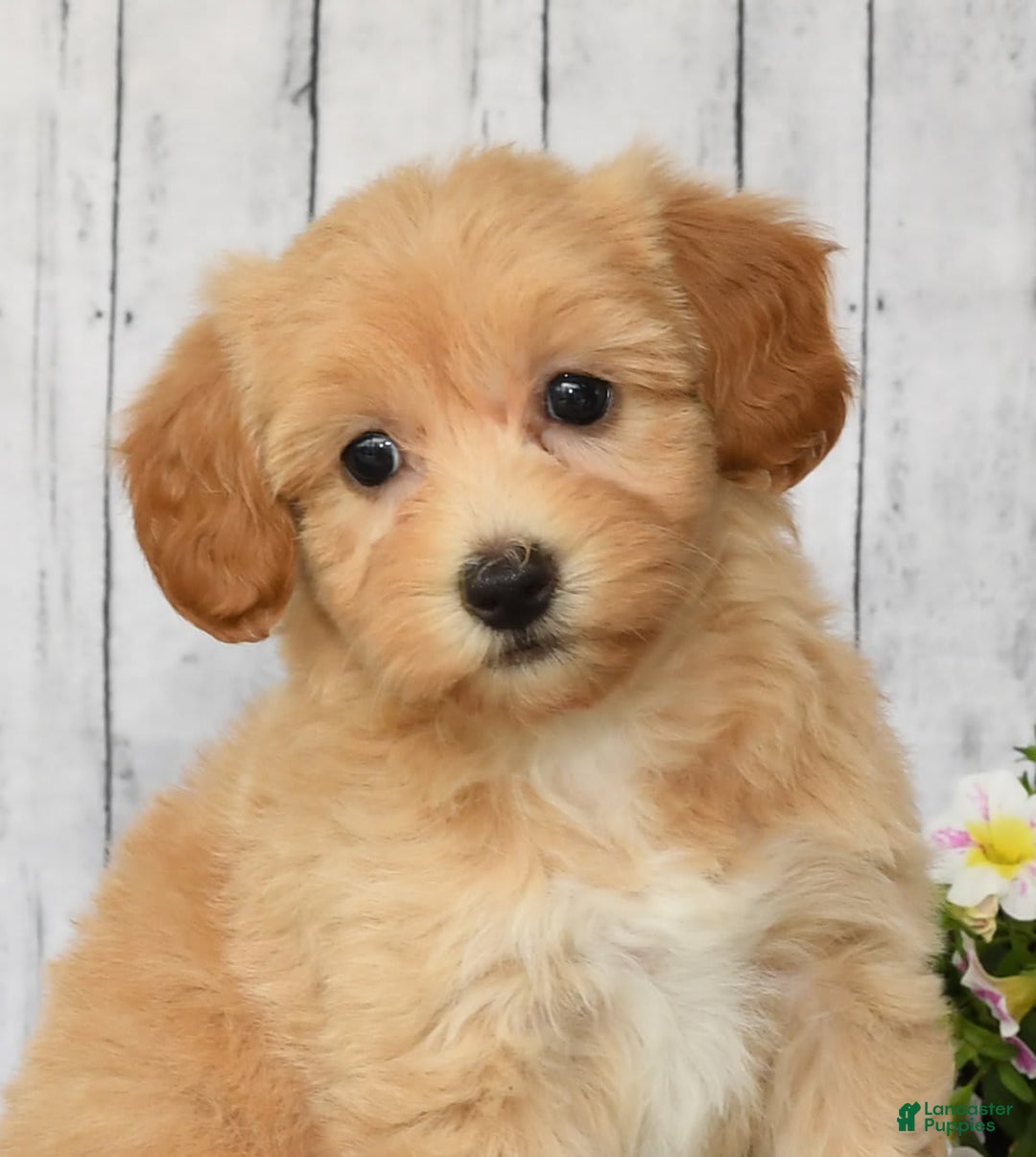 Havapoo dogs for sale: Ariel - Image 9
