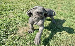 Great Dane dogs for sale: Evan - Image 3