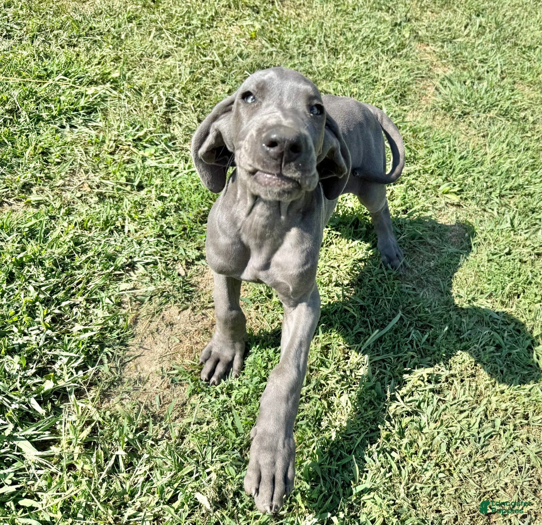 Great Dane dogs for sale: Evan - Image 3