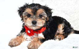 Morkie dogs for sale: Jana  Teacup - Image 1