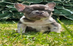 French Bulldog dogs for sale: Chocolate Merle - Image 5