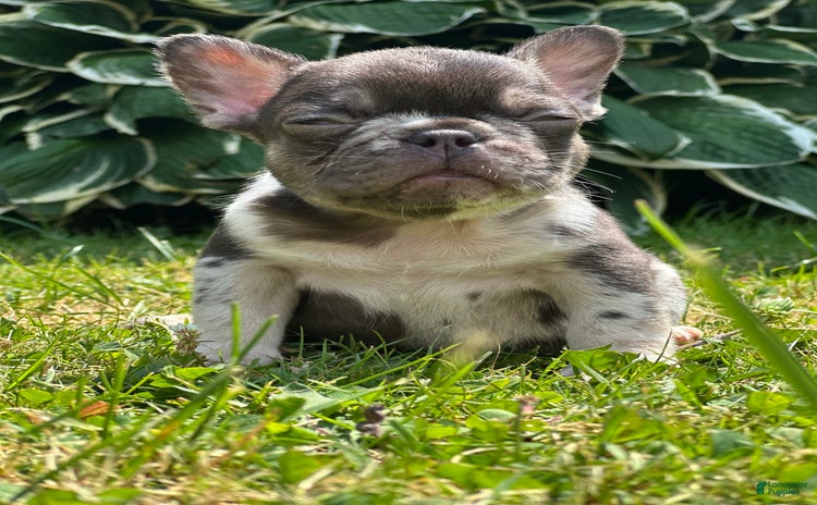 French Bulldog dogs for sale - Ad 2