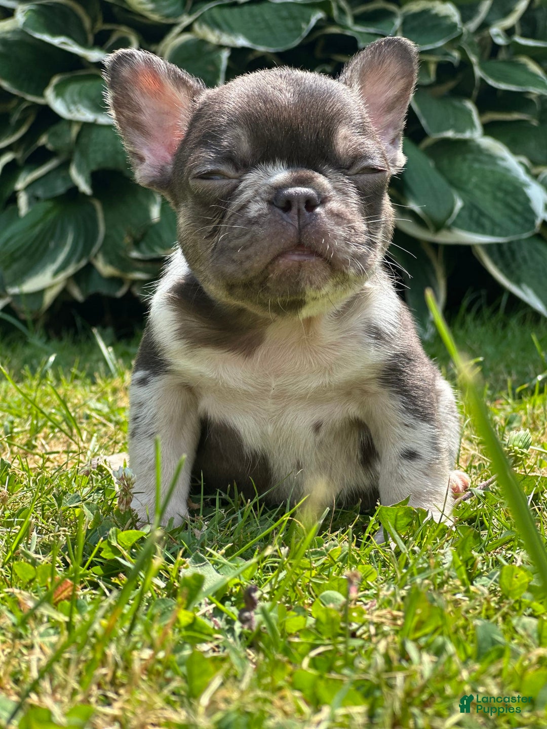 French Bulldog dogs for sale: Chocolate Merle - Image 5