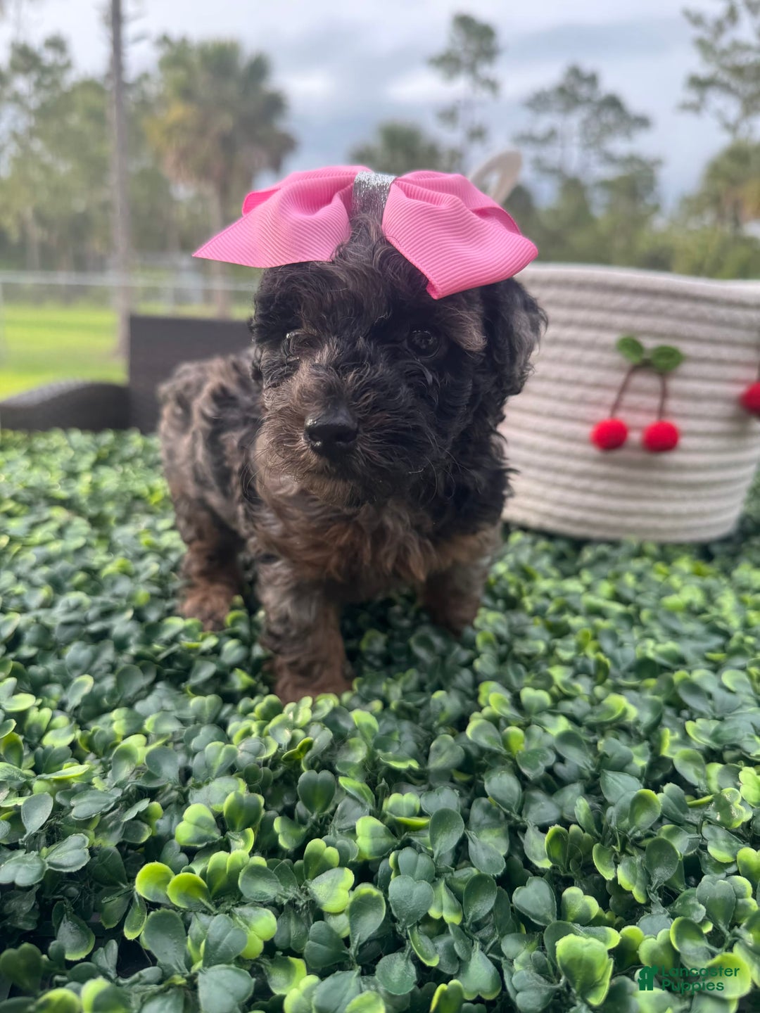 Maltipoo dogs for sale: Maria - Image 5