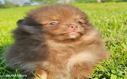 Pomeranian dogs for sale: Rosa - Image 2