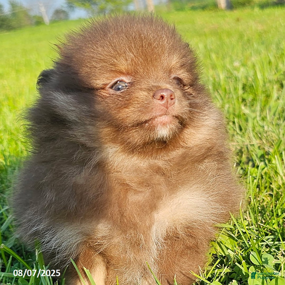 Pomeranian dogs for sale: Rosa - Image 2
