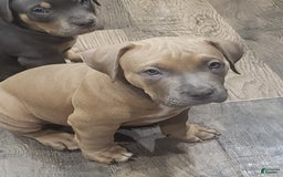 American Bully dogs for sale: Big Hoss - Image 116