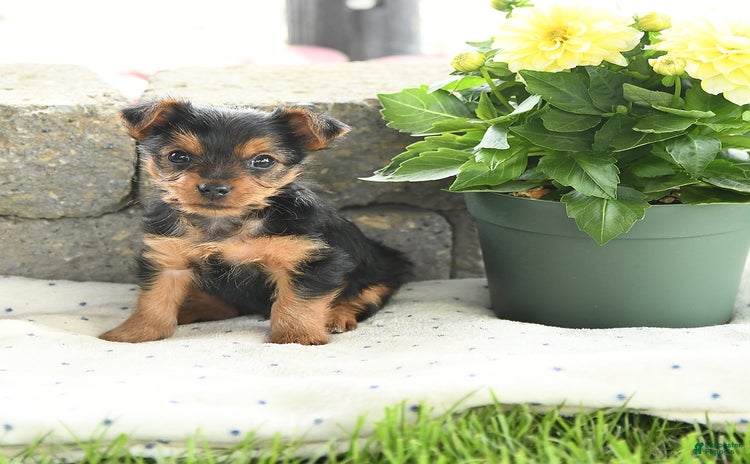 Yorkshire Terrier dogs for sale - Ad 1