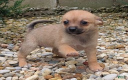 Pomchi dogs for sale: Bear - Image 1