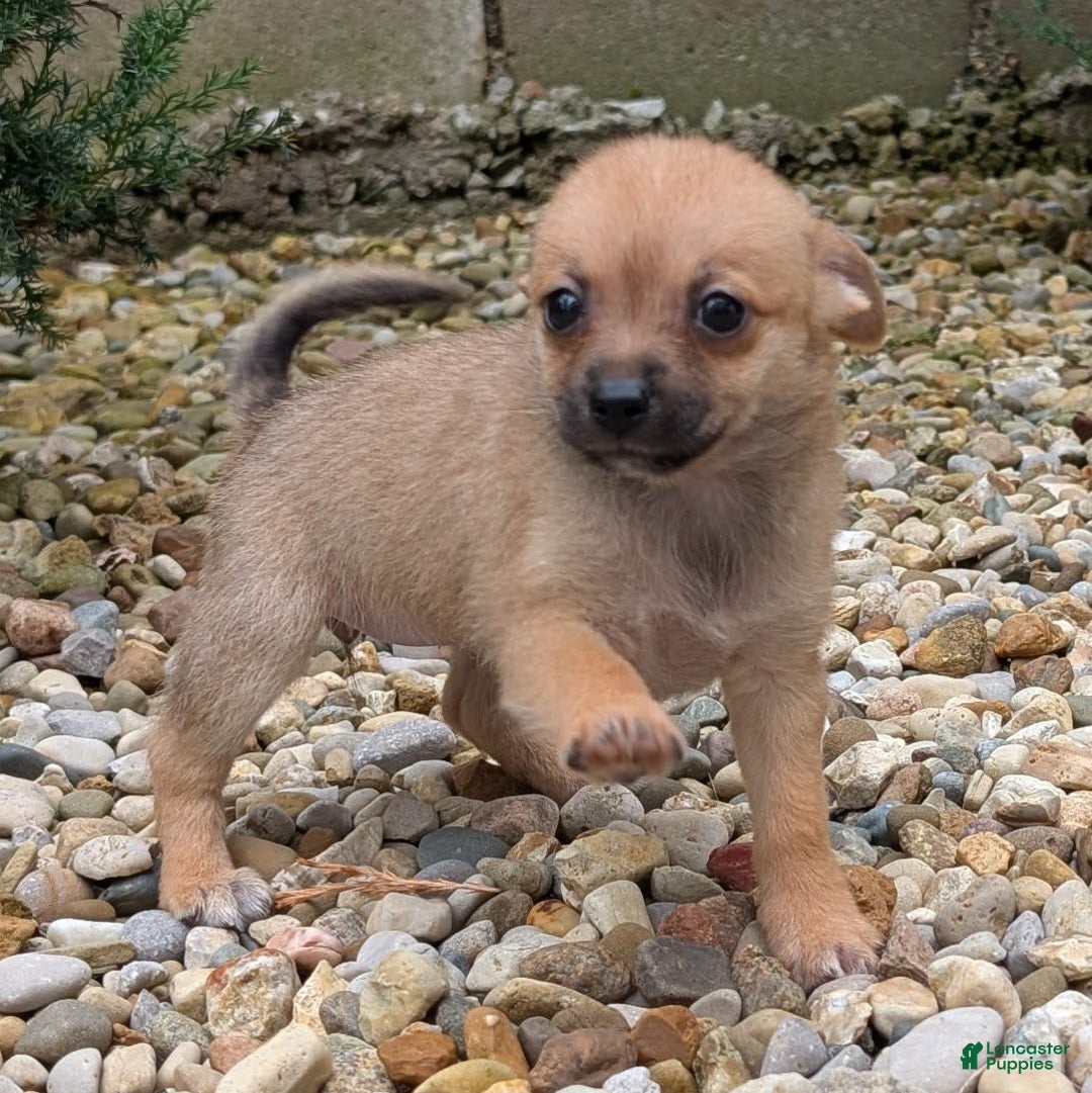 Pomchi dogs for sale: Bear - Image 1