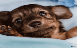 Dachshund dogs for sale: Shaded Cream Male - Image 14