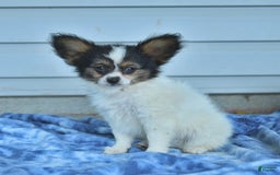 Papillon dogs for sale: Missy - Image 6