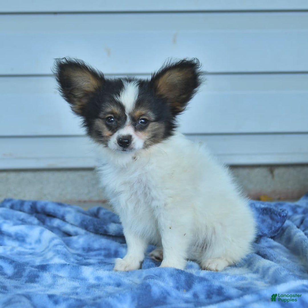 Papillon dogs for sale: Missy - Image 6