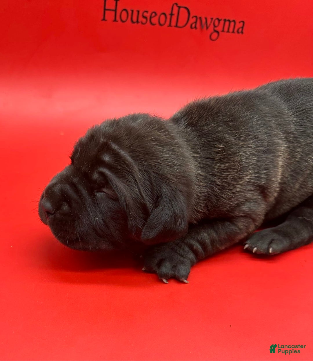 Cane Corso dogs for sale: Iccf Ozzy - Image 4
