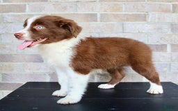 Australian Shepherd dogs for sale: Tonya - Image 3