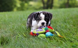 Beabull dogs for sale: Charlie - Image 8