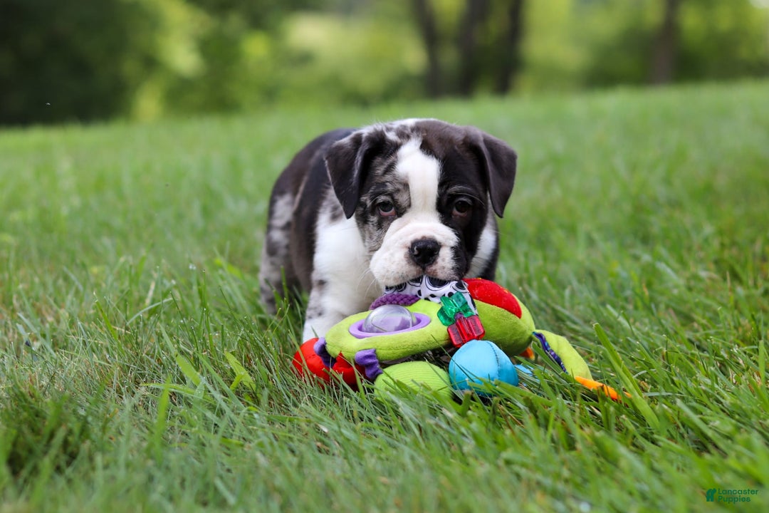 Beabull dogs for sale: Charlie - Image 8