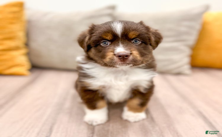 Australian Shepherd dogs for sale - Ad 3