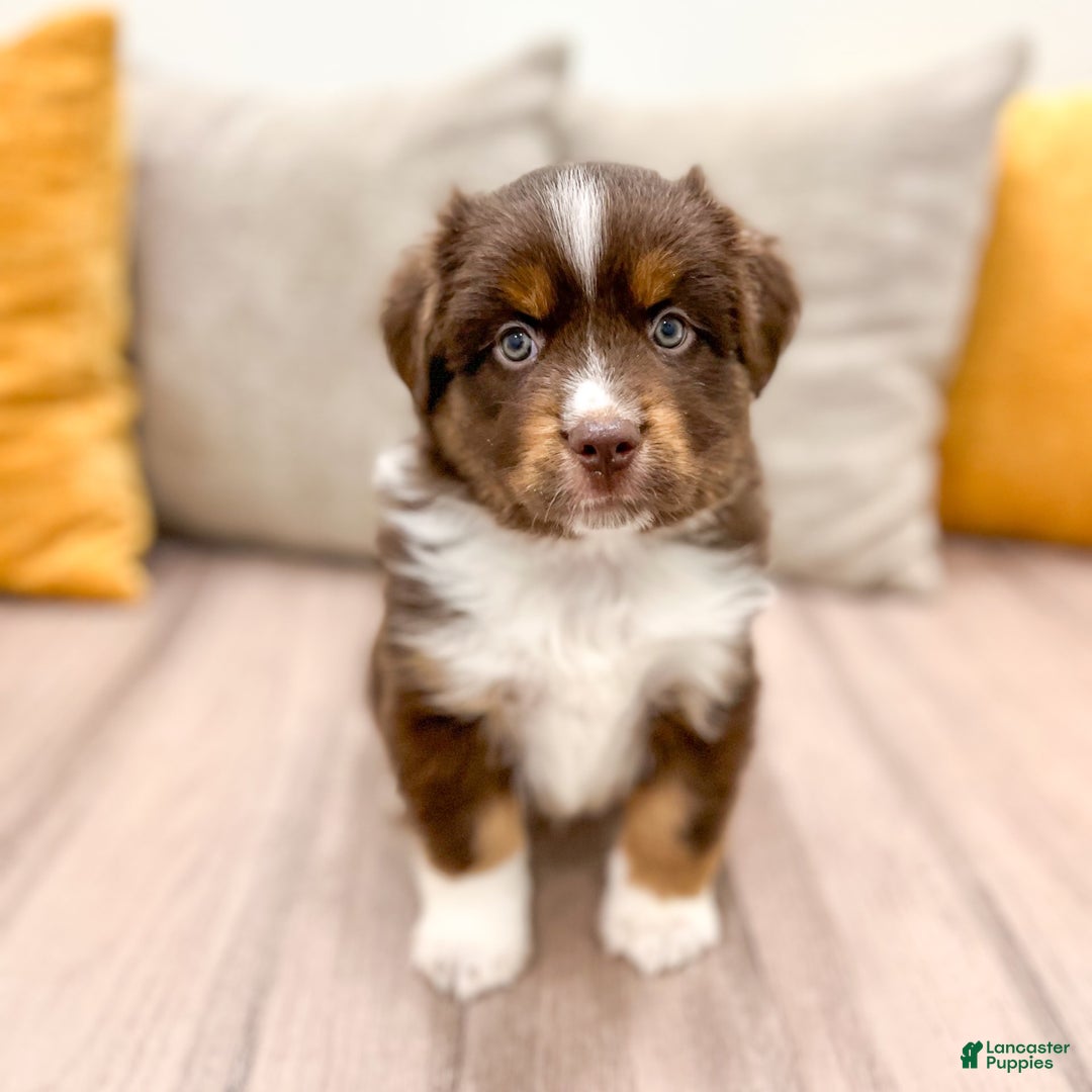 Australian Shepherd dogs for sale: Milo - Image 1