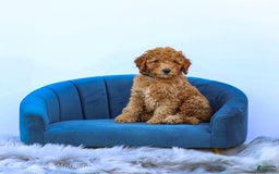 Standard Poodle dogs for sale: Rachel - Image 5