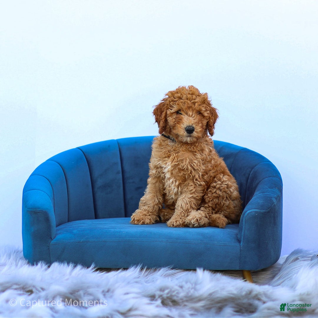Standard Poodle dogs for sale: Rachel - Image 5