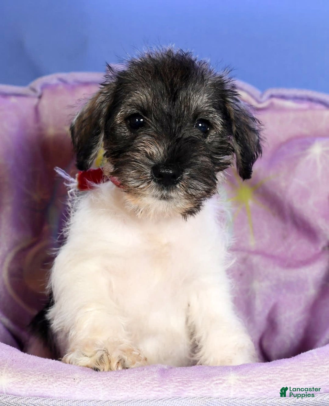 Miniature Schnauzer dogs for sale: Bella - Image 3