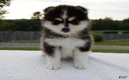 Pomsky dogs for sale: Lexi - Image 2